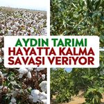 Aydın tarımı hayatta kalma savaşı veriyor