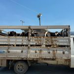 Aydın’da yaralar sarılmaya başlandı! Çine’de hayvanlar geri tahliye ediliyor