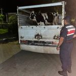 Çine'deki 350 bin TL'lik dolandırıcılığa jandarma engeli