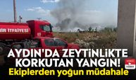 Aydın'da zeytinlikte korkutan yangın! Ekiplerden yoğun müdahale