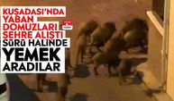 Kuşadası’nda yaban domuzları şehre alıştı: Sürü halinde yemek aradılar
