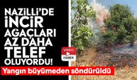 Nazilli’de incir ağaçları az daha telef oluyordu!  Yangın büyümeden söndürüldü
