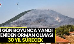 Yeniden orman olması için 30 yıl gerekli