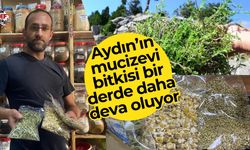 Aydın’ın mucizevi bitkisi bir derde daha deva oluyor