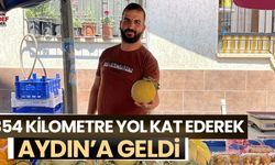 Çıtır kavun Aydın’da kapı kapış satılıyor