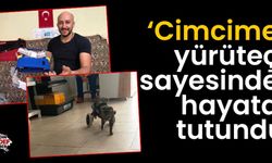 Aydın’daki kedi yürüteçle yeniden hayata bağlandı