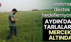 Aydın'da tarlalar mercek altında