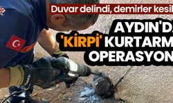 Aydın'da 'kirpi' kurtarma operasyonu