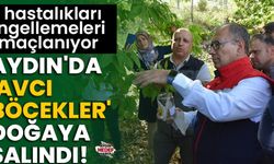 Aydın'da 'avcı böcekler' doğaya salındı!