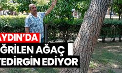 Aydın’da cami bahçesindeki eğik ağaç korkutuyor