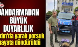 Aydın'da yaralı porsuk hayata döndürüldü