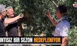 Aydın'da zeytin bahçeleri mercek altında