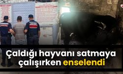 Çaldığı hayvanı satmaya çalışırken enselendi