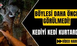 Aydın’da mahsur kalan kediyi başka bir kedi kurtardı