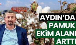 Aydın’da pamuk ekim alanı arttı