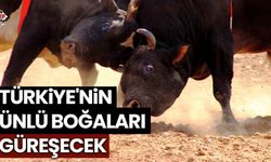 Aydın'da 'boğa güreşi' heyecanı