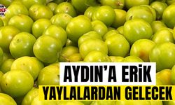 Aydın’da yeşil erik yolun yarısını geçti