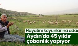 Aydın'da 45 yıldır çobanlık yapıyor