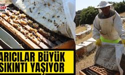 Aydın'da arılardan nüfus planlaması!