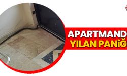 Apartmanda yılan paniği