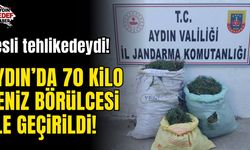 Aydın'da 70 kilo deniz börülcesi ele geçirildi!