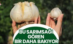 Bu sarımsağı gören bir daha bakıyor