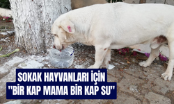Sokak hayvanları için "Bir Kap Mama Bir Kap Su"