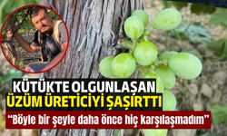 Kütükte olgunlaşan üzüm üreticiyi şaşırttı