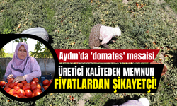 Aydın'da 'Domates' Mesaisi: Üretici Kaliteden Memnun Fiyatlardan Şikayetçi!