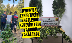 Aydın'da zehir taciri enselendi! Kenevirlerin yanında yakalandı