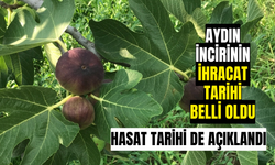 Aydın incirinin ihracat tarihi belli oldu! Hasat tarihi de açıklandı