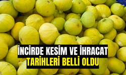 İncirde kesim ve ihracat tarihleri belli oldu