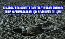 Kuşadası'nda Caretta Caretta Yuvaları Artıyor: Deniz Kaplumbağaları için Sevindirici Gelişme