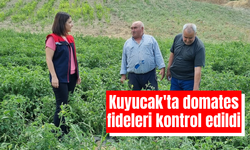 Kuyucak'ta domates fideleri kontrol edildi
