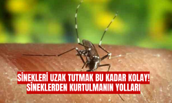 Sinekleri Uzak Tutmak Bu Kadar Kolay! Sineklerden Kurtulmanın Yolları