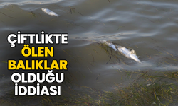 Aydın’da ölü balıklar kıyıya vurdu!