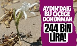 Aydın’daki bu çiçeğe dokunmak 244 bin lira!