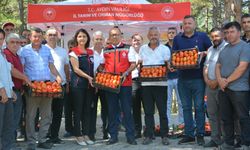 Kuyucak'ta domates hasat şenliği