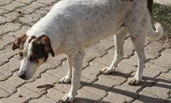 Kaybolan köpeği bulana 5 bin TL para ödülü