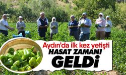 Aydın’da ilk kez yetişti