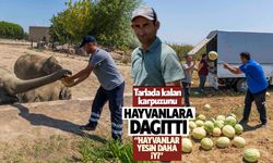 Aydın Veteriner Hekimleri Odası'ndan belediye başkanlarına çağrı