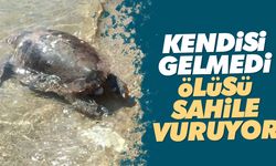 Kendisi gelmedi, ölüsü sahile vuruyor