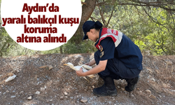 Aydın’da yaralı balıkçıl kuşu koruma altına alındı