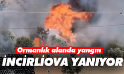 İncirliova yanıyor! Ormanlık alanda yangın