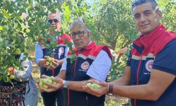 Aydın’da Hünnap hasadı başladı! Altıntaş, üreticilerle bir araya geldi