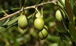 Aydın’da zeytin alım fiyatı açıklandı