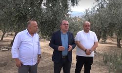 CHP’li Karakoz’dan zeytin eleştirisi