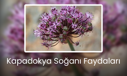 Kapadokya Soğanı Faydaları - Neye İyi Gelir?