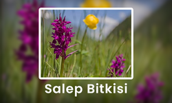 Salep Bitkisi - Salep Bitkisi Nerede Yetişir?