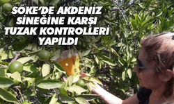 Söke’de Akdeniz sineğine karşı tuzak kontrolleri yapıldı